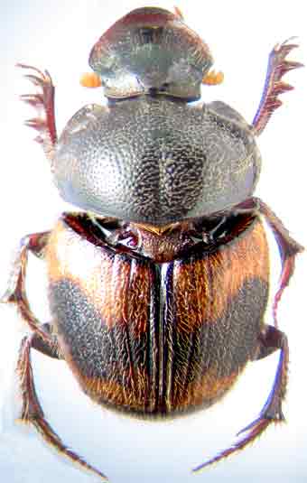 http://www.gorodinski.ru/copr/Onthophag.   carinensis.jpg